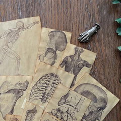 Anatomy Skull Paper Set