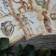 Anatomy Card Set
