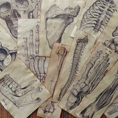 Anatomy Skull Paper Set