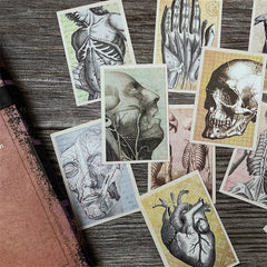 Anatomy Stickers