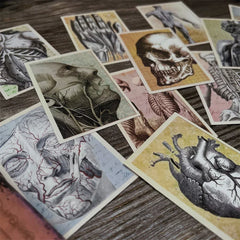 Anatomy Stickers