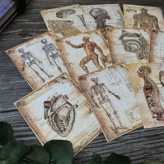 Anatomy Card Set