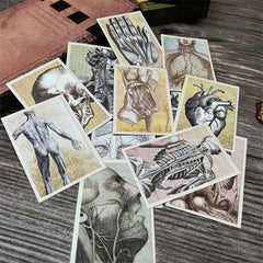 Anatomy Stickers