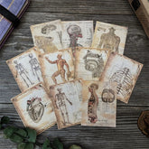 Anatomy Card Set