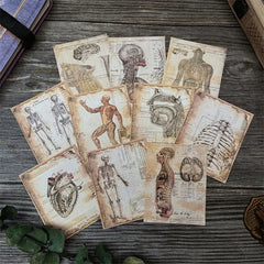 Anatomy Card Set