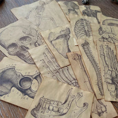 Anatomy Skull Paper Set