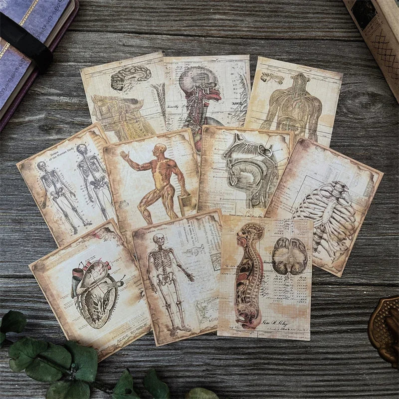 Anatomy Card Set